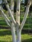 Afbeelding Himalayaberk - Betula utilis 'Doorenbos'