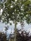 Afbeelding Steeneik - Quercus ilex
