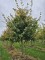 Afbeelding Perzisch IJzerhout - Parrotia persica