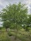Afbeelding Papiermoerbei - Broussonetia papyrifera