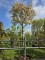Afbeelding Glansmispel - Photinia fraseri 'Red Robin'