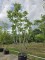 Afbeelding Fluweelboom - Rhus typhina