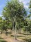 Afbeelding Himalayaberk - Betula utilis 'Doorenbos'