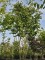 Afbeelding Perzisch IJzerhout - Parrotia persica