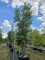 Afbeelding Steeneik - Quercus ilex