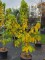 Afbeelding PawPaw boom - Asimina Triloba
