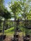 Afbeelding Bolvormige dwerg Tulpenboom - Liriodendron tulipifera 'Edward Gursztyn'