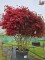 Afbeelding Rododendron 'Stewartstonian' - Rododendron Azalea 'Stewartstonian'