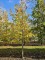 Afbeelding Krimlinde - Tilia x europaea 'Euchlora'