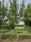 Afbeelding Goudreinet - Malus domestica 'Rode Boskoop'