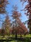 Afbeelding Rode beuk - Fagus sylvatica 'Atropunicea'