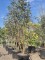 Afbeelding Lijsterbes - Sorbus aucuparia