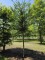 Afbeelding Venijnboom - Taxus baccata