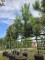 Afbeelding Zeeden - Pinus Pinaster