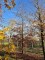 Afbeelding Rode beuk - Fagus sylvatica 'Atropunicea'