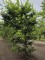 Afbeelding Speelboom,  klimboom, vogelboom, - Carpinus betulus