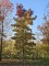Afbeelding Amberboom - Liquidambar styraciflua