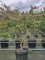 Afbeelding Perzisch IJzerhout - Parrotia persica