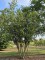 Afbeelding Laurierkers 'Caucasica' - Prunus laurocerasus 'Caucasica'