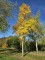 Afbeelding Tulpenboom - Liriodendron tulipifera