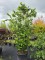 Afbeelding Italiaanse hazelaar met grote noten - Corylus avellana 'Tonda Romana'