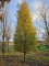 Afbeelding haagbeuk met opgaande groeiwijze - Carpinus betulus 'Frans Fontaine'