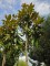 Afbeelding Grootbloemige groenblijvende Magnolia - Magnolia grandiflora 'Goliath'