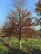 Afbeelding HAAGBEUK als ruige karakterboom - Carpinus betulus