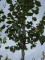 Afbeelding Koningslinde - Tilia x europaea 'Pallida'
