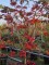 Afbeelding Japanse esdoorn 'Dansende Pauw' - Acer japonicum  'Aconitifolium'