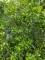 Afbeelding Amerikaanse wasgagel - Myrica pensylvanica