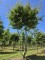 Afbeelding Perzisch ijzerhout - Parrotia persica