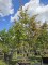 Afbeelding Perzisch IJzerhout - Parrotia persica
