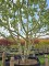 Afbeelding Vijg - Ficus carica