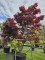 Afbeelding Japanse esdoorn - Acer palmatum 'Bloodgood'