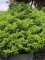 Afbeelding Portugese laurier bolvorm XXXL - Prunus Lusitanica