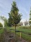 Afbeelding Laurierkers 'Caucasica' - Prunus laur. Caucasica