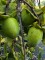Afbeelding Kaki boom - Diospyros kaki 'Pendula'