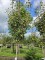 Afbeelding Peer 'Gieser Wildeman' - Pyrus c. 'Gieser Wildeman'