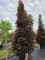 Afbeelding Roodbladige Noorse Esdoorn - Acer plat. 'Crimson King'