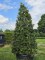 Afbeelding Hulst - Ilex altaclerensis 'Camelliifolia'