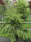 Afbeelding Hemlockspar - Tsuga canadensis