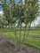 Afbeelding Laurierkers 'Caucasica' - Prunus laurocerasus 'Caucasica'