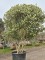 Afbeelding Schijnhulst met voorjaarsbloei - Osmanthus x Burkwoodii