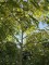 Afbeelding Zwarte noot - Juglans Nigra