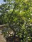 Afbeelding rode langwerpige handappel - Malus domestica 'Starking Delicious'