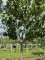 Afbeelding Pruimenboom met blauwe pruim - Prunus domestica 'Bleue de Belgique'