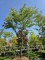 Afbeelding Valse Christusdoorn 'Sunburst' - Gleditsia triacanthos 'Sunburst'