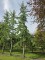 Afbeelding Japanse notenboom  Tempelboom - Ginkgo biloba