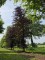 Afbeelding Rode beuk - Fagus sylvatica 'Atropunicea'